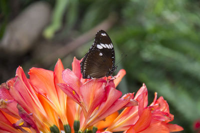 Close-up of butterfly pollinating on pink flower