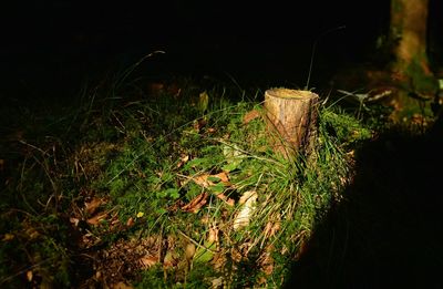 High angle view of tree stump on field