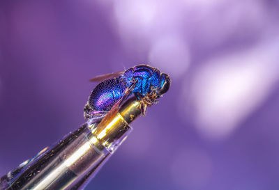 Close-up of an insect on flower