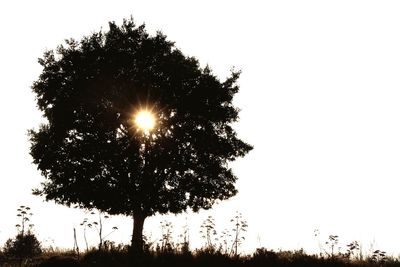 Low angle view of silhouette trees against clear sky