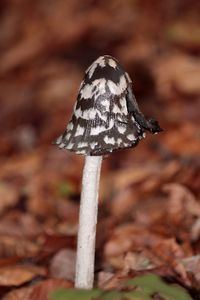 Close-up of mushroom growing on field