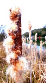 Close-up of plant growing on field