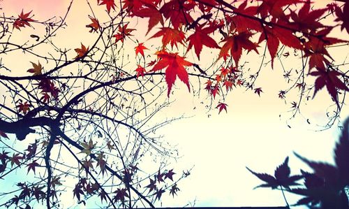 Low angle view of trees