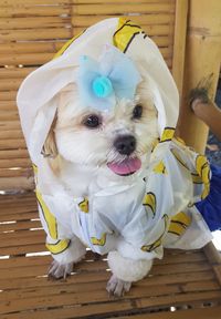 Portrait of a dog
