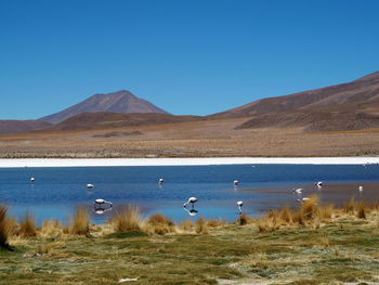 Laguna hedionda, bolivia