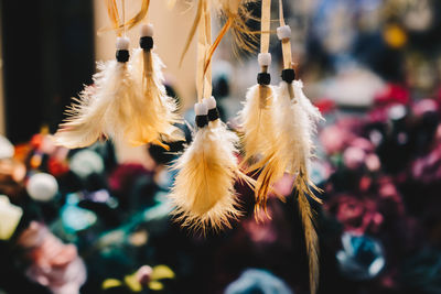 Close-up of feather hanging on plant