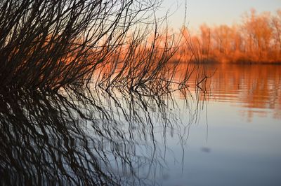 Close-up of plant against lake during sunset