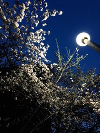 Low angle view of illuminated tree against sky at night