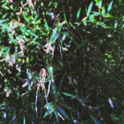 Close-up of spider on web