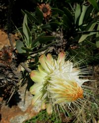 Close-up of flower growing on plant