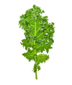 Close-up of fresh green plant against white background