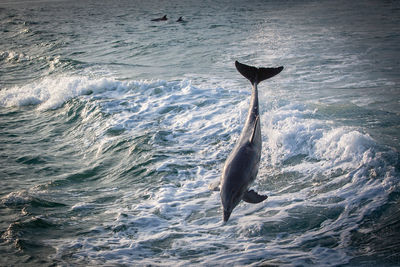 View of a bird in the sea