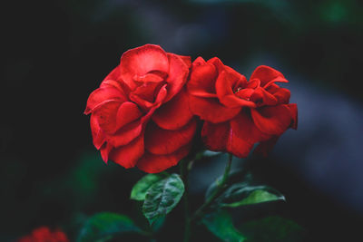 Close-up of red rose