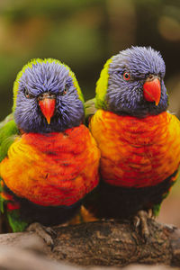 Close-up of parrot perching on wood