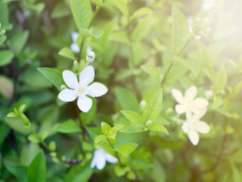 Close-up of white flowering plant