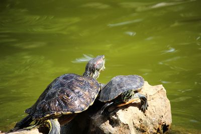 Close-up of a turtle on rock in lake