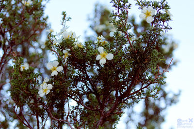 Low angle view of yellow flowers