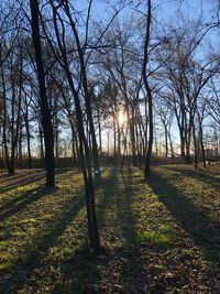 Bare trees on field against sky