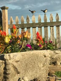 Close-up of flowering plants against fence