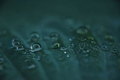 Close-up of water drops on the plant