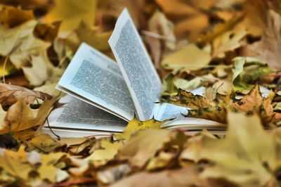 Close-up of bible on autumn leaves