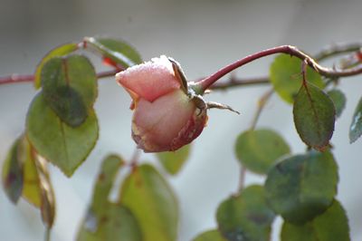 Close-up of berries growing on plant