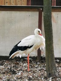 Close-up of a bird