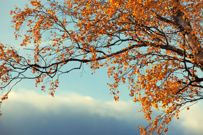 Low angle view of maple tree against sky