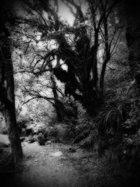 Trees in forest