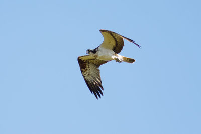 Low angle view of bird flying against clear blue sky