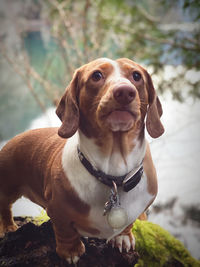 Close-up portrait of a dog