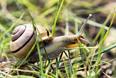 Close-up of snail on grass