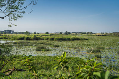 Scenic view of field against clear sky