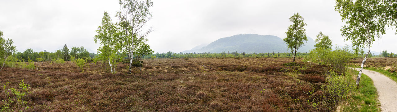 Moor trees