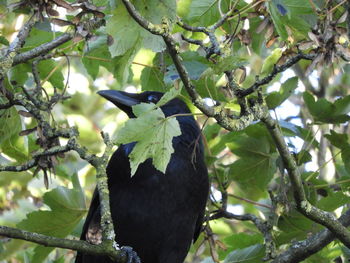 Low angle view of bird perching on tree