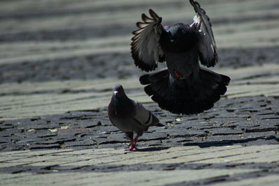 Black bird flying