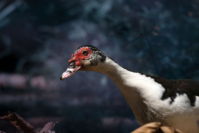Close-up of a bird