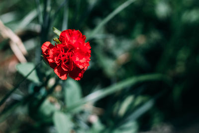 Close-up of red rose flower