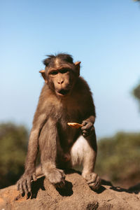 Lion sitting on rock against clear sky
