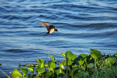 Bird flying over sea