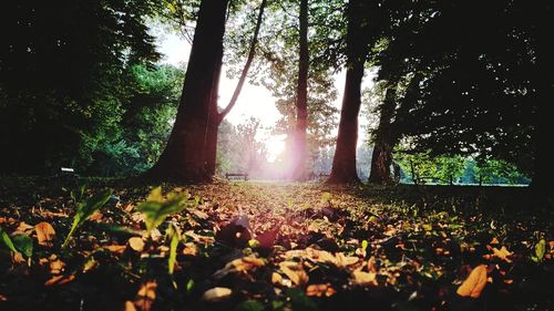 Trees in forest during autumn
