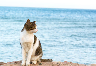 Cat sitting on a beach