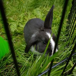 Close-up of cat on grass