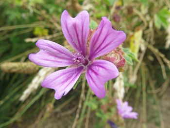 Close-up of pink flower