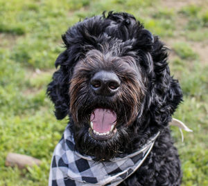 Close-up portrait of a labradoodle dog