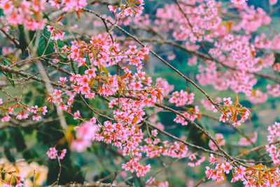 Close-up of pink cherry blossoms