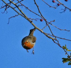Low angle view of birds perching on tree
