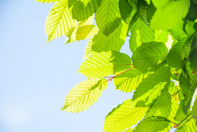 Low angle view of leaves against clear sky