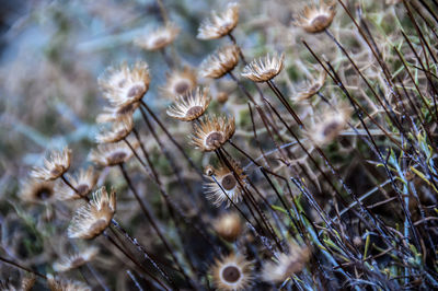 Close-up of uncultivated plants