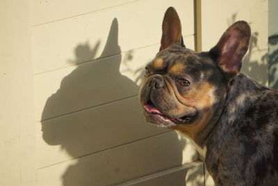 pet